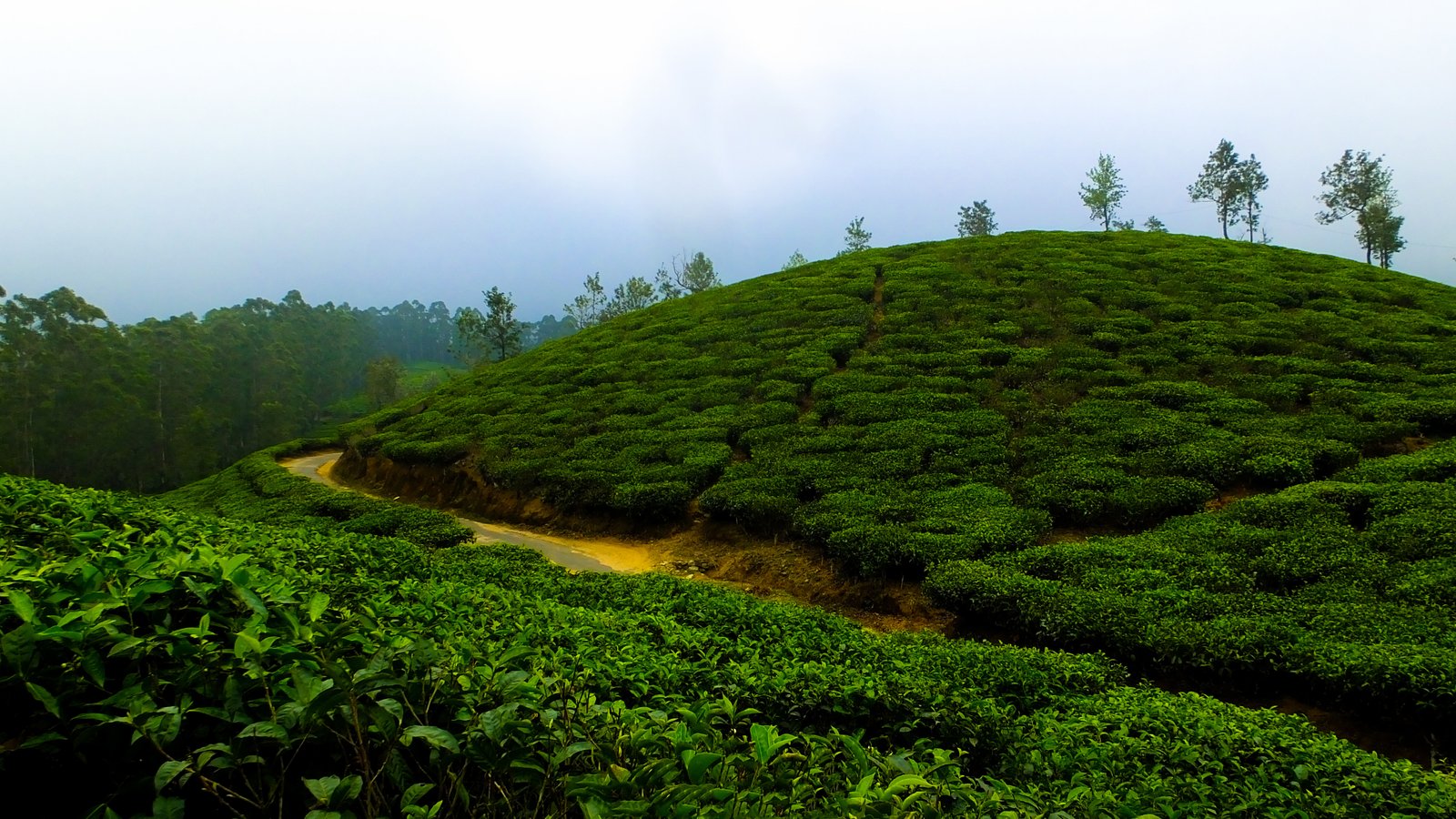 happy-valley-tea-estate-darjeeling-west bengal-1-hero.jpg